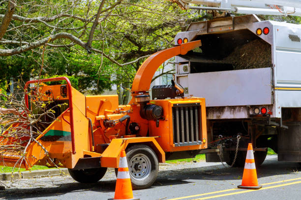 Belvedere, SC  Tree Services Company